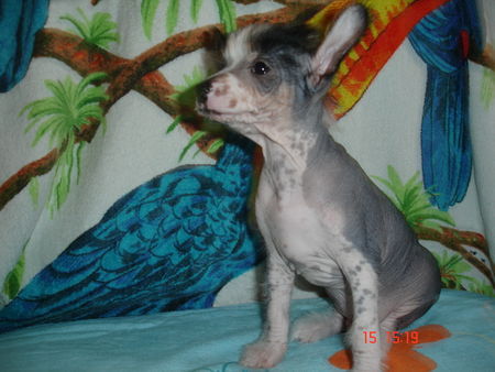Chinesischer Schopfhund Hairless-Schlag Fenechkas Baby