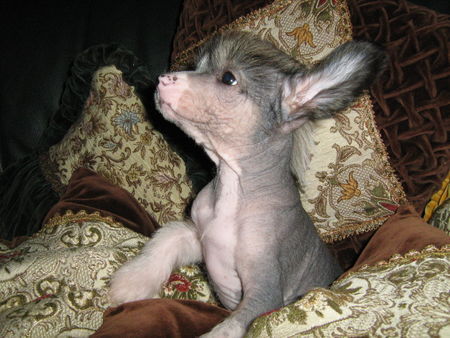 Chinesischer Schopfhund Hairless-Schlag Fenechkas Baby