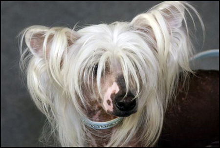 Chinesischer Schopfhund Hairless-Schlag Ch. Rialo Mandarin of Moonswift
