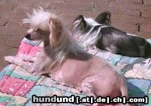 Chinesischer Schopfhund Hairless-Schlag Hunde Foto 12255 Chinesischer Schopfhund Hairless-Schlag Cherry of burning desire