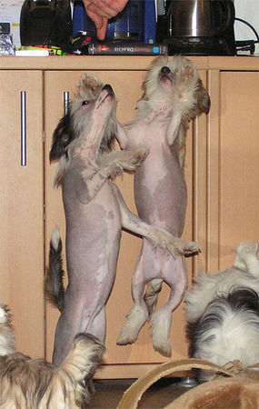Chinesischer Schopfhund Hairless-Schlag Hunde Foto 29622 in höherer Auflösung ansehen Chinesischer Schopfhund Hairless-Schlag Zirkushunde?