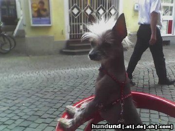 Chinesischer Schopfhund Hairless-Schlag Hunde Foto 25345 in höherer Auflösung ansehen Chinesischer Schopfhund Hairless-Schlag MEIN ELVIS