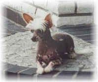 Chinesischer Schopfhund Hairless-Schlag Hunde Foto 1558 Chinesischer Schopfhund Hairless-Schlag Funky of burning desire ( 6 mon. alt)