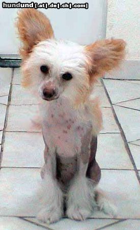 Chinesischer Schopfhund Hairless-Schlag Hunde Foto 17155 in höherer Auflösung ansehen Chinesischer Schopfhund Hairless-Schlag Gino