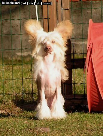 Chinesischer Schopfhund Hairless-Schlag Hunde Foto 20006 in höherer Auflösung ansehen Chinesischer Schopfhund Hairless-Schlag