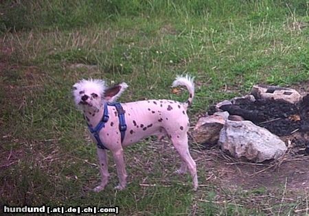 Chinesischer Schopfhund Hairless-Schlag Hunde Foto 17172 in höherer Auflösung ansehen Chinesischer Schopfhund Hairless-Schlag Peewee, italienischer CC aus dem Tierheim Basel