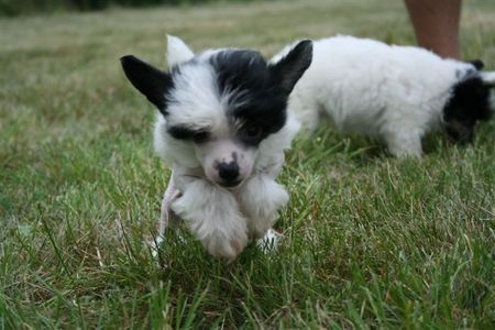 Chinesischer Schopfhund Hairless-Schlag Giorgio Island Shangri-La