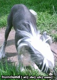 Chinesischer Schopfhund Hairless-Schlag Idol