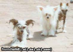 Chinesischer Schopfhund Hairless-Schlag Hunde Foto 5119 Chinesischer Schopfhund Hairless-Schlag Ika ,Jerry und Baby Jam