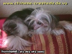 Chinesischer Schopfhund Hairless-Schlag Hunde Foto 19292 in höherer Auflösung ansehen Chinesischer Schopfhund Hairless-Schlag Klein Ika