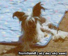 Chinesischer Schopfhund Hairless-Schlag Hunde Foto 5118 Chinesischer Schopfhund Hairless-Schlag Ika unsere ''neue''