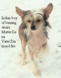 Chinesischer Schopfhund Hairless-Schlag Hunde Foto 1912 Chinesischer Schopfhund Hairless-Schlag Indian boy of burning desire