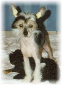 Chinesischer Schopfhund Hairless-Schlag CHINESE CRESTEDS OF BURNING DESIRE