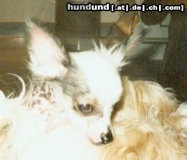 Chinesischer Schopfhund Hairless-Schlag Hunde Foto 4131 Chinesischer Schopfhund Hairless-Schlag Unser Speedy''Gonzales''