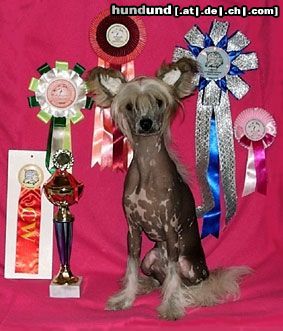 Chinesischer Schopfhund Hairless-Schlag Hunde Foto 5316 Chinesischer Schopfhund Hairless-Schlag Koni aus Rußland