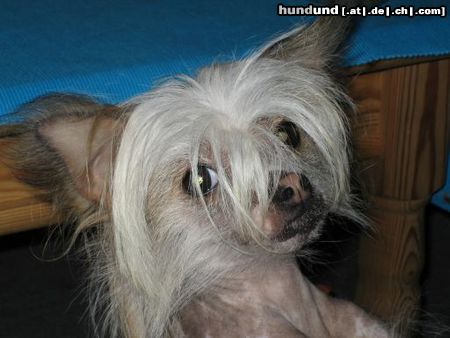 Chinesischer Schopfhund Hairless-Schlag Hunde Foto 16057 in höherer Auflösung ansehen Chinesischer Schopfhund Hairless-Schlag Lulu bettelt