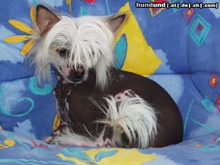 Chinesischer Schopfhund Hairless-Schlag Lulu auf Sizilien