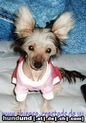 Chinesischer Schopfhund Hairless-Schlag Hunde Foto 19290 in höherer Auflösung ansehen Chinesischer Schopfhund Hairless-Schlag Klein Maisi Bes.:Adam