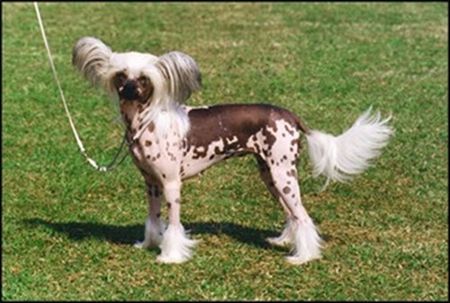 Chinesischer Schopfhund Hairless-Schlag Hunde Foto 30196 in höherer Auflösung ansehen Chinesischer Schopfhund Hairless-Schlag Mincrest Made To Measure for Blandora