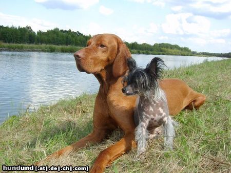 Chinesischer Schopfhund Hairless-Schlag Hunde Foto 15563 Chinesischer Schopfhund Hairless-Schlag Zwei Freunde