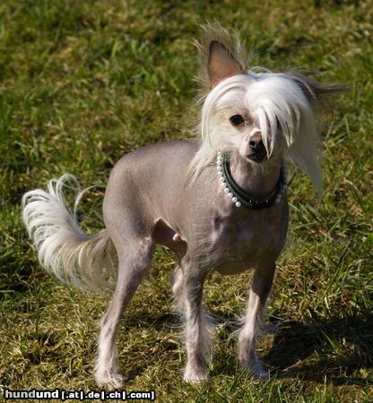 Chinesischer Schopfhund Hairless-Schlag Hunde Foto 20507 in höherer Auflösung ansehen Chinesischer Schopfhund Hairless-Schlag Lulu in der ersten Frühhjahressonne