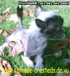 Chinesischer Schopfhund Hairless-Schlag Hunde Foto 19291 in höherer Auflösung ansehen Chinesischer Schopfhund Hairless-Schlag Nino of burning desire