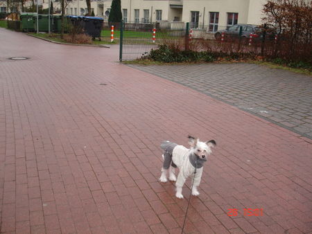 Chinesischer Schopfhund Hairless-Schlag Fenetschka