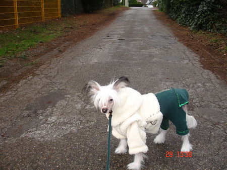 Chinesischer Schopfhund Hairless-Schlag Fenetschka