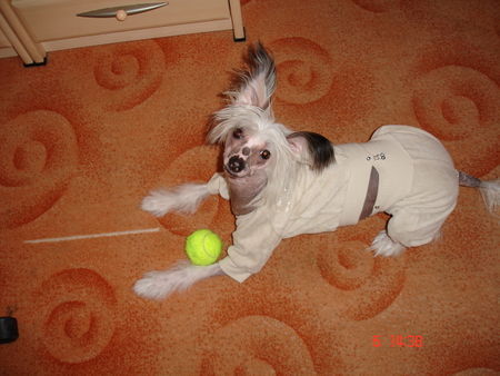 Chinesischer Schopfhund Hairless-Schlag Hunde Foto 40054 Chinesischer Schopfhund Hairless-Schlag Fenetschka