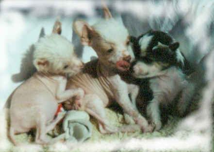 Chinesischer Schopfhund Hairless-Schlag Hunde Foto 2200 Chinesischer Schopfhund Hairless-Schlag Speedy,Happy,Indian boy of burning desire