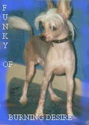 Chinesischer Schopfhund Hairless-Schlag Hunde Foto 2268 Chinesischer Schopfhund Hairless-Schlag Funky of burning desire/Bes.:Kublin
