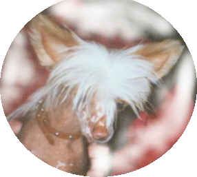 Chinesischer Schopfhund Hairless-Schlag Hunde Foto 2202 Chinesischer Schopfhund Hairless-Schlag of burning desire
