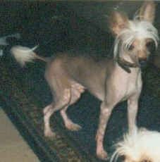 Chinesischer Schopfhund Hairless-Schlag Hunde Foto 2269 Chinesischer Schopfhund Hairless-Schlag Funky of burning desire/Bes.:Kublin