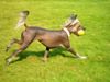 Chinesischer Schopfhund Hairless-Schlag Foto: Milva Sub Divo (ID 16059) Chinesischer Schopfhund Hairless-Schlag Hund