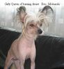 Chinesischer Schopfhund Hairless-Schlag Foto: Girly Queen of burning desire/Bes.:Mokarski (ID 2059) Chinesischer Schopfhund Hairless-Schlag Hund