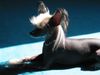 Chinesischer Schopfhund Hairless-Schlag Foto: Girly Queen of... (ID 4128) Chinesischer Schopfhund Hairless-Schlag Hund