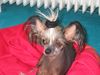 Chinesischer Schopfhund Hairless-Schlag Foto: Girly Queen Of Burning Desire (ID 5130) Chinesischer Schopfhund Hairless-Schlag Hund