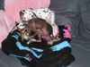 Chinesischer Schopfhund Hairless-Schlag Foto: Girly Queen Of Burning Desire (ID 5133) Chinesischer Schopfhund Hairless-Schlag Hund