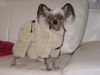Chinesischer Schopfhund Hairless-Schlag Foto: Girly Queen Of Burning Desire (ID 7676) Chinesischer Schopfhund Hairless-Schlag Hund