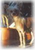 Chinesischer Schopfhund Hairless-Schlag Foto: Cherry of burning desire (ID 1557) Chinesischer Schopfhund Hairless-Schlag Hund