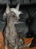 Chinesischer Schopfhund Hairless-Schlag Foto: Mein EINUNDALLES (ID 21808) Chinesischer Schopfhund Hairless-Schlag Hund