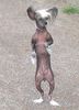 Chinesischer Schopfhund Hairless-Schlag Foto: Queeny (ID 14224) Chinesischer Schopfhund Hairless-Schlag Hund