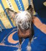 Chinesischer Schopfhund Hairless-Schlag Foto: Queeny (ID 14225) Chinesischer Schopfhund Hairless-Schlag Hund