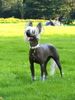 Chinesischer Schopfhund Hairless-Schlag Foto: Milva Sub Divo (ID 16060) Chinesischer Schopfhund Hairless-Schlag Hund