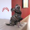 Chinesischer Schopfhund Hairless-Schlag Hund