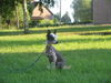 Chinesischer Schopfhund Hairless-Schlag Foto: Moonswift Mountain Wind (ID 30194) Chinesischer Schopfhund Hairless-Schlag Hund
