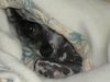 Chinesischer Schopfhund Hairless-Schlag Foto: Unser AGADOR (ID 15885) Chinesischer Schopfhund Hairless-Schlag Hund