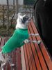 Chinesischer Schopfhund Hairless-Schlag Hund