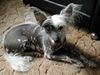 Chinesischer Schopfhund Hairless-Schlag Foto: Unser AGADOR (ID 15887) Chinesischer Schopfhund Hairless-Schlag Hund