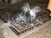 Chinesischer Schopfhund Hairless-Schlag Foto: Unser AGADOR (ID 15888) Chinesischer Schopfhund Hairless-Schlag Hund